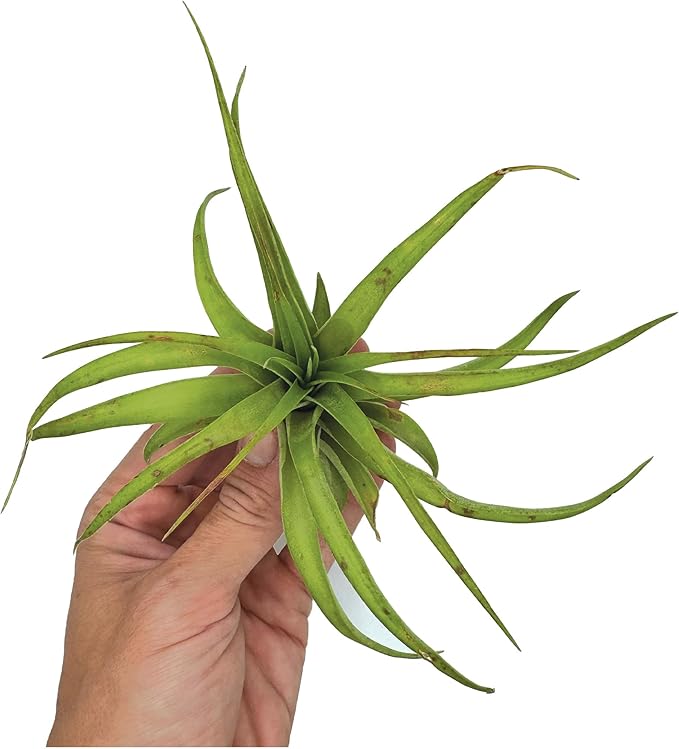ragnaroc Air Plants - Tillandsia Brachycaulos Multiflora, Jumbo 5-7" - 5 ct - Live Arrival Guaranteed - House Plants for Home Decor & Gift