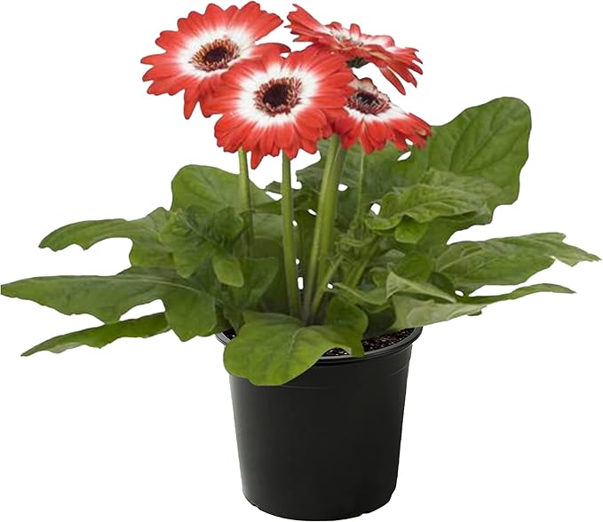 Live Flowering Gerbera Daisies - Red and White Bicolor (3 Plants Per Pack) - Beautiful Spring Flowers - 12" Tall by 5" Wide in 1 Qt Pot