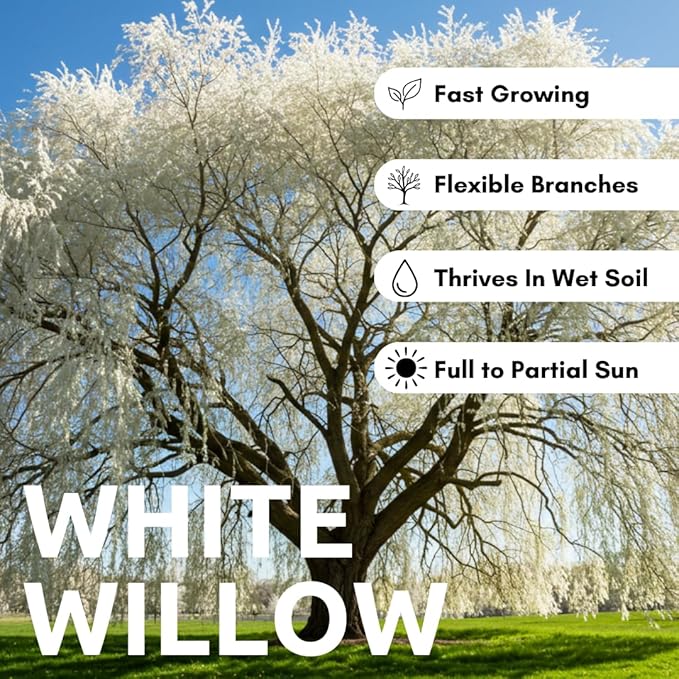 One White Willow Tree - Silver Leafs Shimmer in The Moon Light - One Cutting to Grow, Beautiful Outdoor Shade or Privacy Trees