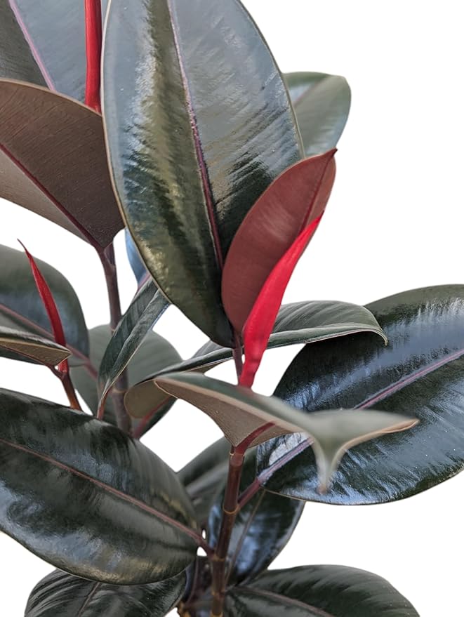 Burgundy Rubber Plant, 8 inch Pot, Live Indoor Ficus Elastica Tree, 2-3 Feet Tall