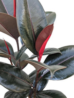 Burgundy Rubber Plant, 8 inch Pot, Live Indoor Ficus Elastica Tree, 2-3 Feet Tall