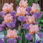 320+ Blooming Iris Flower Seeds for Planting Exotic Perennial Flower Non-GMO Heirloom Seed Beautiful and Colorful Blooms for Your Garden