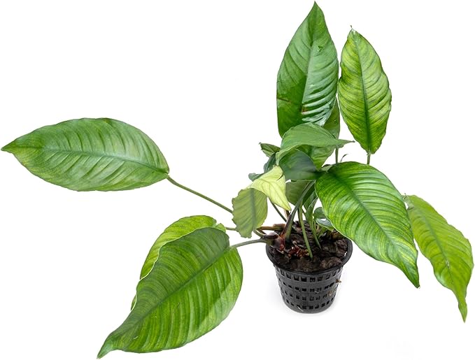 SubstrateSource Anubias Live Aquarium Plants - Potted Freshwater Plant for Fish Tanks, Terrariums - Beginner Friendly Low Light (Heterophylla, Mother Plant)