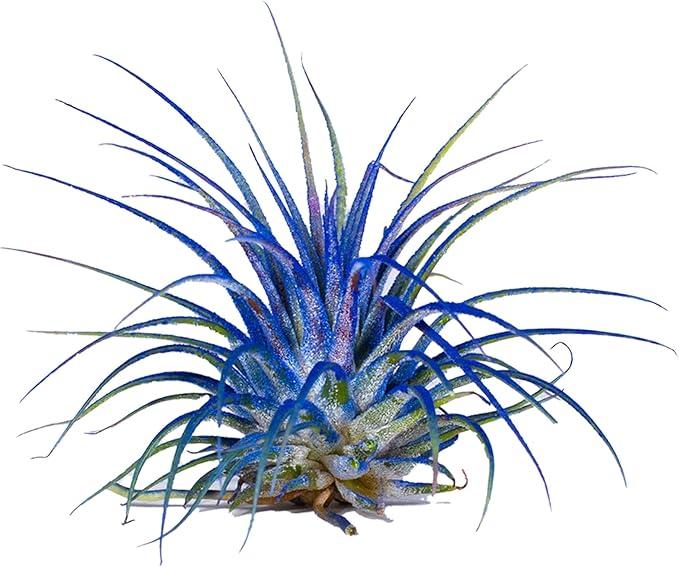 Air Plants - Tillandsia Ionantha - Organically Enhanced Color - Live Arrival Guaranteed - House Plants for Home Decor & Gift (Blue-Pink-Coral-Mix 3PK)