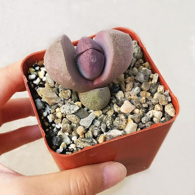 Pleisopilos nelii cv. Royal Flush Purple Split Rock Succulent (4 inch)