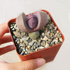 Pleisopilos nelii cv. Royal Flush Purple Split Rock Succulent (4 inch)