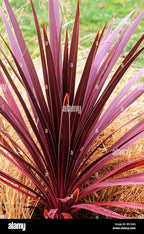 RedCrocus Red Grass Tree Cordyline Australis 'Red Star' | Vibrant Foliage, Evergreen Shrub | Drought Tolerant, Pet Safe, Container & Garden Accent 1 Quart