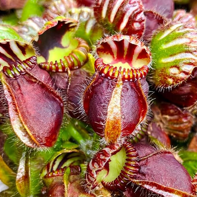 120+ Exotic Nepenthes Seeds for Planting - Non-GMO Heirloom Plant Seeds,Rare Tropical Species