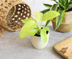 Real Philodendron Plant Variety Pack (Includes 4 Live Plants) in 4.25" Grower Pots, Easy to Grow Air Purifying Philodendrons, Seasonal Surprise Box, Easy & Popular Houseplants by Plants for Pets