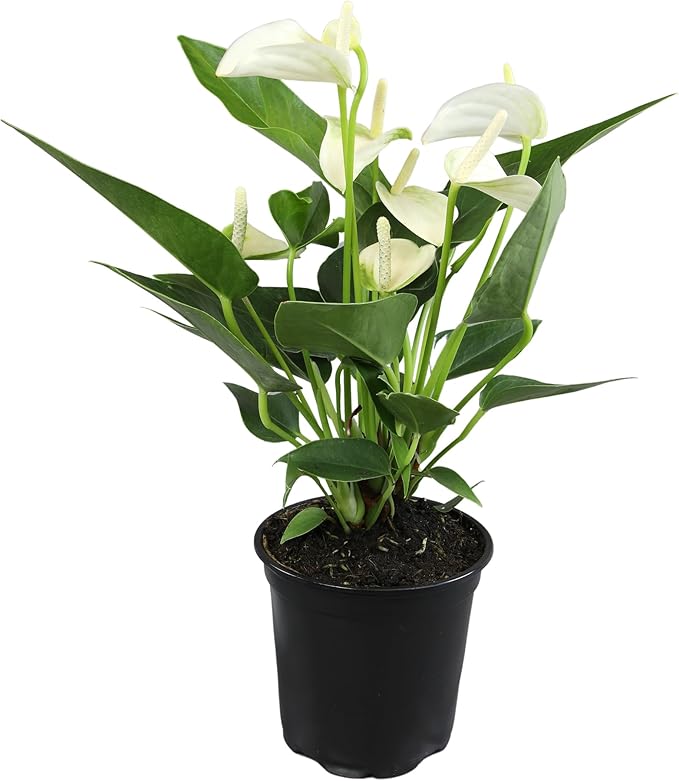 White Anthurium Live Plant (Approx. 11-14" Tall), Real Flowers/Unique House Plants in 4" Nursery Pot, Floral Desk Plant, Air Purifying Plants & Cool Gifts for Plant Lovers by Plants for Pets