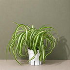 Curly Spider Plant Bonnie, Live Indoor Plant, Variegated Spider Plant Live, Spiderplant Variegated Houseplant, Pet Friendly Plant, Low Maintenance Spider Plants Live House Plants