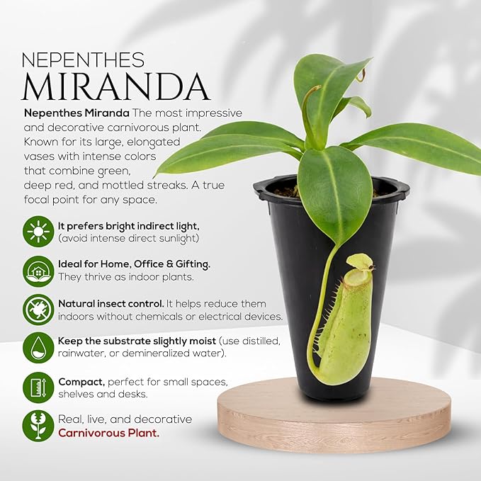 Pitcher Plant Collection (4 Pack) Rare Nephentes Live Carnivorous Plants- Gaya, Miranda, Lady Luck & Alata- Insect Eating Indoor Plants, Exotic Live Pitcher Plants