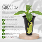 Pitcher Plant Collection (4 Pack) Rare Nephentes Live Carnivorous Plants- Gaya, Miranda, Lady Luck & Alata- Insect Eating Indoor Plants, Exotic Live Pitcher Plants