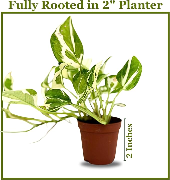Live Pothos Plant Njoy - Easy to Care & Grow Vining Live Indoor Houseplant - Air Purifying Trailing Plant in Pot - Flowers for Home Office Room Decor & Gift (Heat Pack Included)