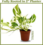 Live Pothos Plant Njoy - Easy to Care & Grow Vining Live Indoor Houseplant - Air Purifying Trailing Plant in Pot - Flowers for Home Office Room Decor & Gift (Heat Pack Included)