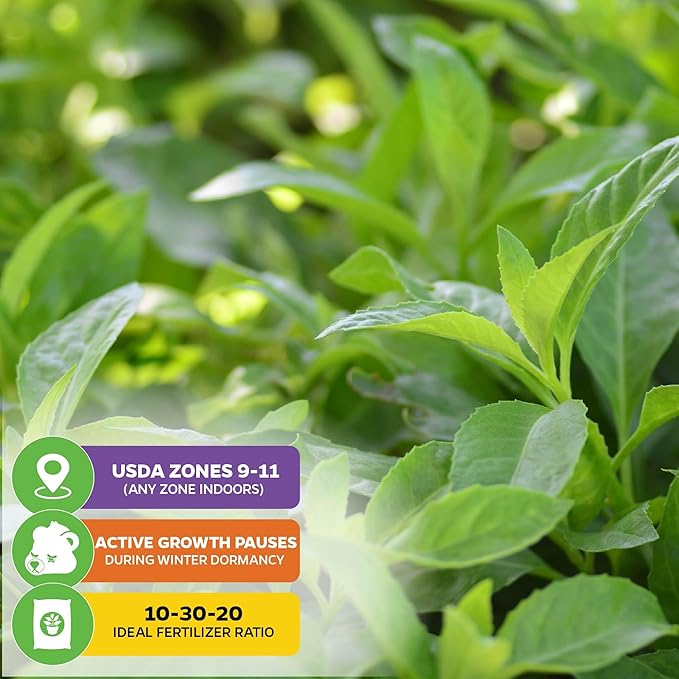 Longevity Spinach Live Plant - Gynura procumbens - Wellspring Gardens Nutrient-Rich Live Vegetable Plants - Vibrant & Healthy Plants, Easy to Grow & Maintain (2-Pack)