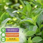 Longevity Spinach Live Plant - Gynura procumbens - Wellspring Gardens Nutrient-Rich Live Vegetable Plants - Vibrant & Healthy Plants, Easy to Grow & Maintain (2-Pack)