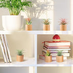 Bigmeta 6 Pcs Wood Air Plant Holder - 1.2" Rustic Style Airplant Display Stands for Women Gifts