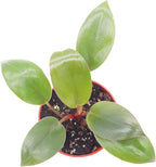 Philodendron Red Back - 4'' from California Tropicals