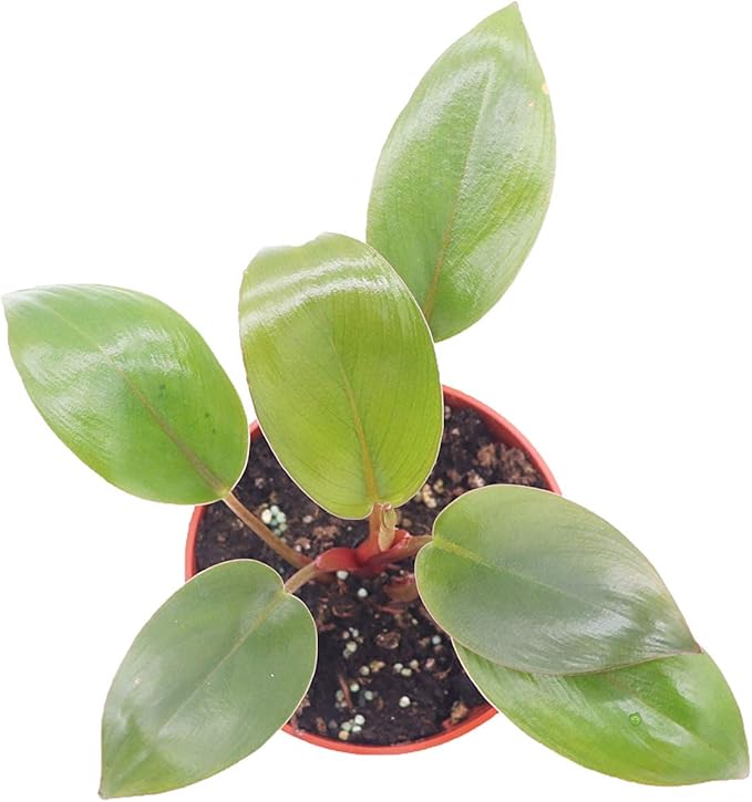 Philodendron Red Back - 4'' from California Tropicals