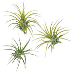 ragnaroc Air Plants - Tillandsia Ionantha Druid, Regular 2-3" - 6ct - Live Arrival Gauranteed - House Plants for Home Decor & Gift