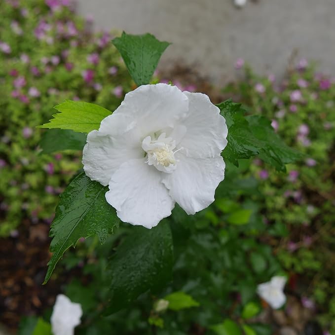 Proven Winners 2 Gal. White Pillar Rose of Sharon (Hibiscus) Shrub