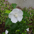 Proven Winners 5 Gal. White Pillar Rose of Sharon (Hibiscus) Shrub