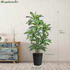 Artificial Dracaena Tree 5FT Tall Fake Plant with White Planter - Realistic Faux Dragon Tree with Tall Planter - Indoor Floor Plant for Home, Office,Mall, Living Room, Bedroom Decor