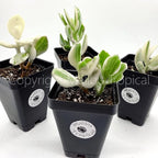 Variegated Jade Ovata Succulent Plant - Live House Plant in Mini Pot (Ships from Malibu Tropical Nursery in California) White-Green