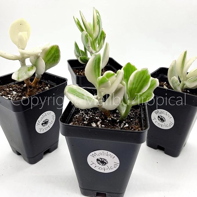 Variegated Jade Ovata Succulent Plant - Live House Plant in Mini Pot (Ships from Malibu Tropical Nursery in California) White-Green