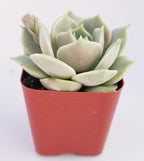 Fat Plants San Diego Live Echeveria Succulent Plant in a 4 inch Plastic Growers Pot (2 inch, Lola)