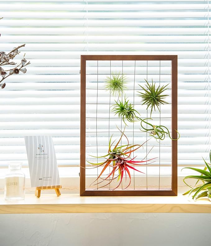Mkono Air Plant Frame Hanging Airplant Holder Tillandsia Display Hanger Wooden Shelf Wall Decor for House Plants, Succulent, Christma Gifts for Plant Lovers, 16" (Plant Not Included)