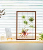 Mkono Air Plant Frame Hanging Airplant Holder Tillandsia Display Hanger Wooden Shelf Wall Decor for House Plants, Succulent, Christma Gifts for Plant Lovers, 16" (Plant Not Included)