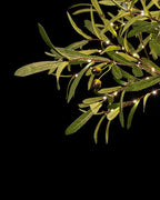 TYBEEU 6ft Lighted Olive Tree with 300 Warm White LED Lights, Dimmable, Ideal for Indoor & Outdoor Holiday Decor, Home, Garden, Wedding & Party