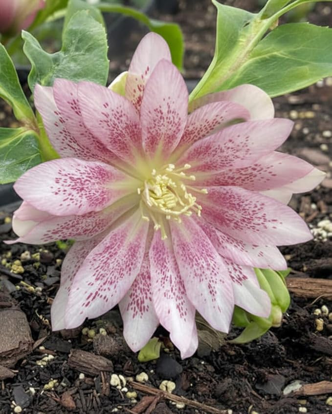 Perennial Farm Marketplace Helleborus x W.J. 'Cotton Candy' (Lenten Rose) Perennial, 1 Quart, Pink Flowers