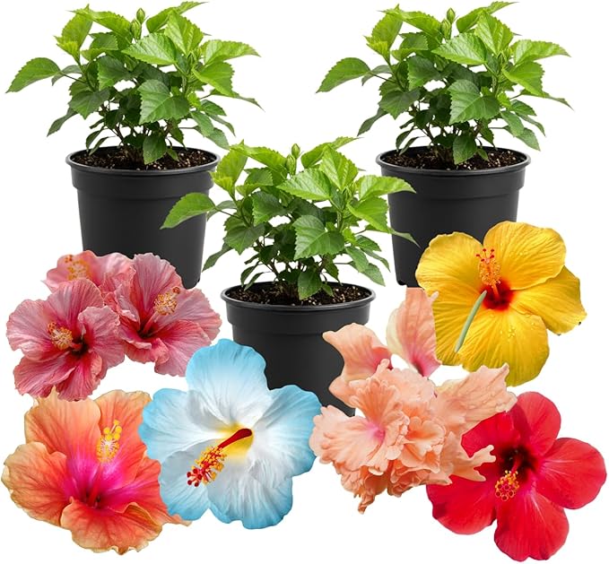 3 Hardy Hibiscus Plants Live, Well Rooted Hibiscus Flower 4-7'' Tall, Flowering Shrub for Garden or Containers Planting (Mix)