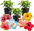 3 Hardy Hibiscus Plants Live, Well Rooted Hibiscus Flower 4-7'' Tall, Flowering Shrub for Garden or Containers Planting (Mix)