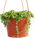 Live Hanging Succulent Plants – Vining Succulent Collection- Fully Rooted Large 6-Inch Hanging Succulent (String of Pearls) (String of Pearls)