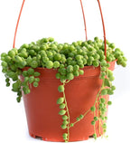 Live Hanging Succulent Plants – Vining Succulent Collection- Fully Rooted Large 6-Inch Hanging Succulent (String of Pearls) (String of Pearls)