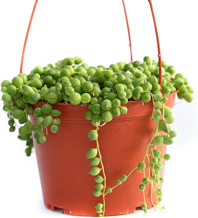 Live Hanging Succulent Plants – Vining Succulent Collection- Fully Rooted Large 6-Inch Hanging Succulent (String of Pearls) (String of Pearls)
