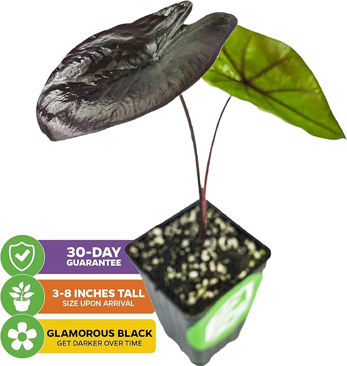 Black Coral Elephant Ear PPAF Live Plant - Colocasia esculenta by Wellspring Gardens - Elephant Ears Bulbs - Flowering Plant - Easy to Grow Starter Bulbs for Outdoor/Indoor Planting (1-Pack)
