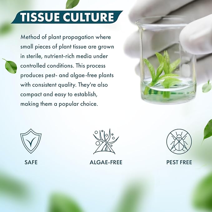 SubstrateSource Live Plant - Pogostemon Stellatus (Pogostemon stellatus) - Background Stem, Snail-Free in Vitro Aquarium Plant - Tissue Culture