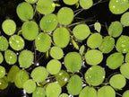 60+ Leaves Water Spangles - Salvinia Minima Floating Live Aquarium Plants