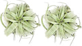 ragnaroc Air Plants - Tillandsia Xerographica, Large 5-7” - 2ct - Live Arrival Gauranteed - House Plants for Home Decor & Gift