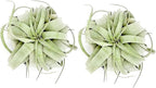 ragnaroc Air Plants - Tillandsia Xerographica, Large 5-7” - 2ct - Live Arrival Gauranteed - House Plants for Home Decor & Gift