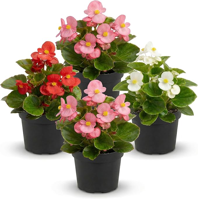 Live Begonia - Green Leaf Ambassador Assorted (4 Per Pack), Beautiful Shade Annual, Ships 8" Tall by 4" Wide in 1 Pt Pot