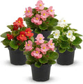 Live Begonia - Green Leaf Ambassador Assorted (4 Per Pack), Beautiful Shade Annual, Ships 8" Tall by 4" Wide in 1 Pt Pot