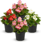 Live Begonia - Green Leaf Ambassador Assorted (4 Per Pack), Beautiful Shade Annual, Ships 8" Tall by 4" Wide in 1 Pt Pot