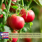 Clovers Garden Beefsteak Tomato Plants –Two (2) Live Plants – Non GMO - Not Seeds - Each 4" to 8" Tall – in 4" Inch Pots - Large Fruit, Crack-Resistant