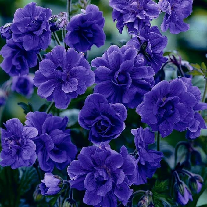 10+ Violet Double Hardy Geranium Seeds for Planting Outdoor-Rare Perennial Cranesbill Geraniums Seeds Flower Non-GMO Heirloom for Garden Home Attract Pollinators